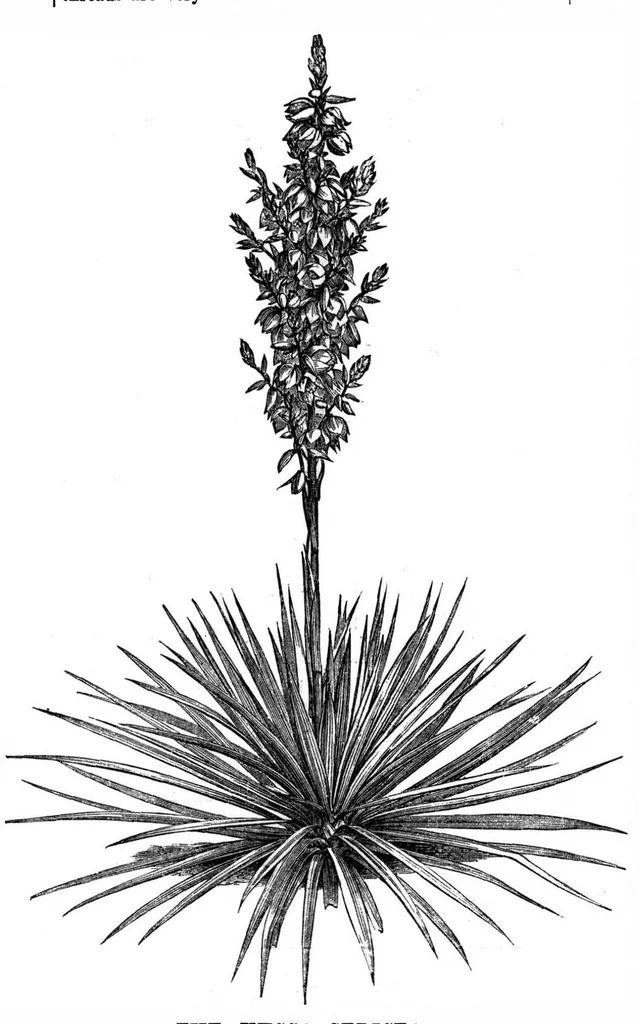 An illustration from Scientific American, Vol. 33, No. 21 (1875), 1875, leaf 8