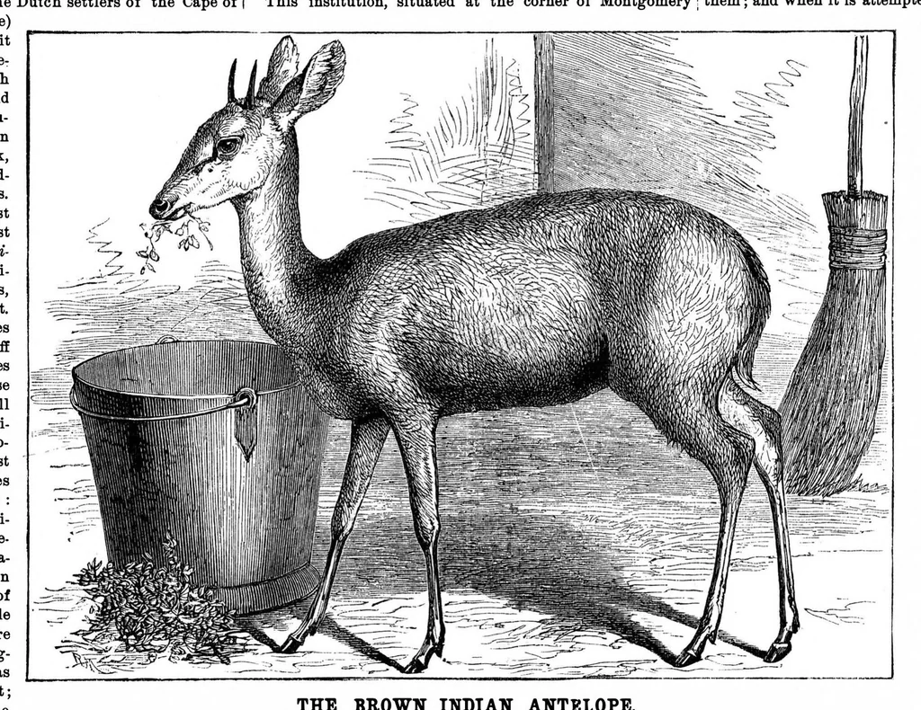 An illustration from Scientific American, Vol. 33, No. 22 (1875), 1875, leaf 8
