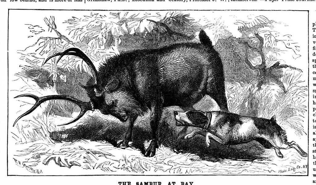 An illustration from Scientific American, Vol. 33, No. 22 (1875), 1875, leaf 8