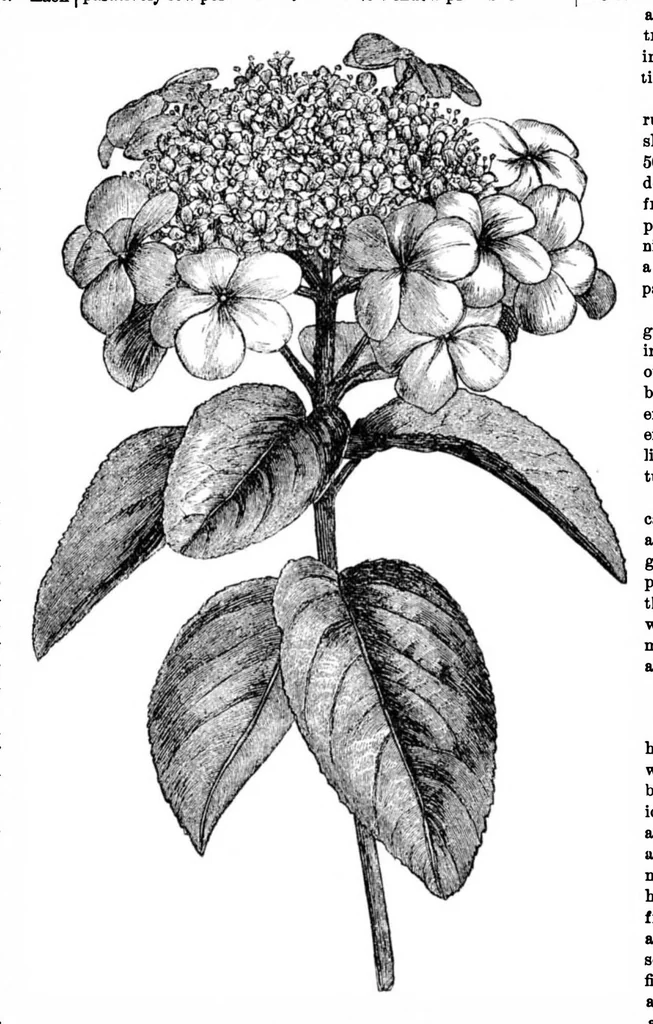 An illustration from Scientific American, Vol. 34, No. 2 (1876), 1876, leaf 8