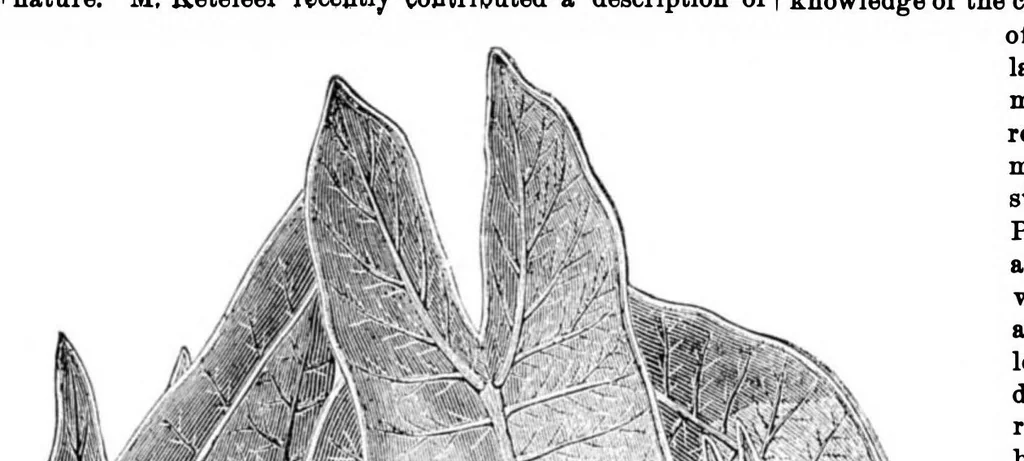 An illustration from Scientific American, Vol. 34, No. 2 (1876), 1876, leaf 8