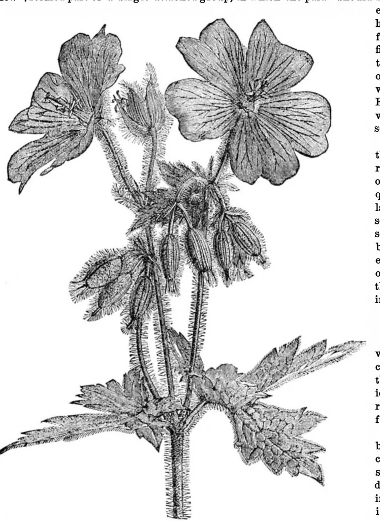 An illustration from Scientific American, Vol. 34, No. 9 (1876), 1876, leaf 8
