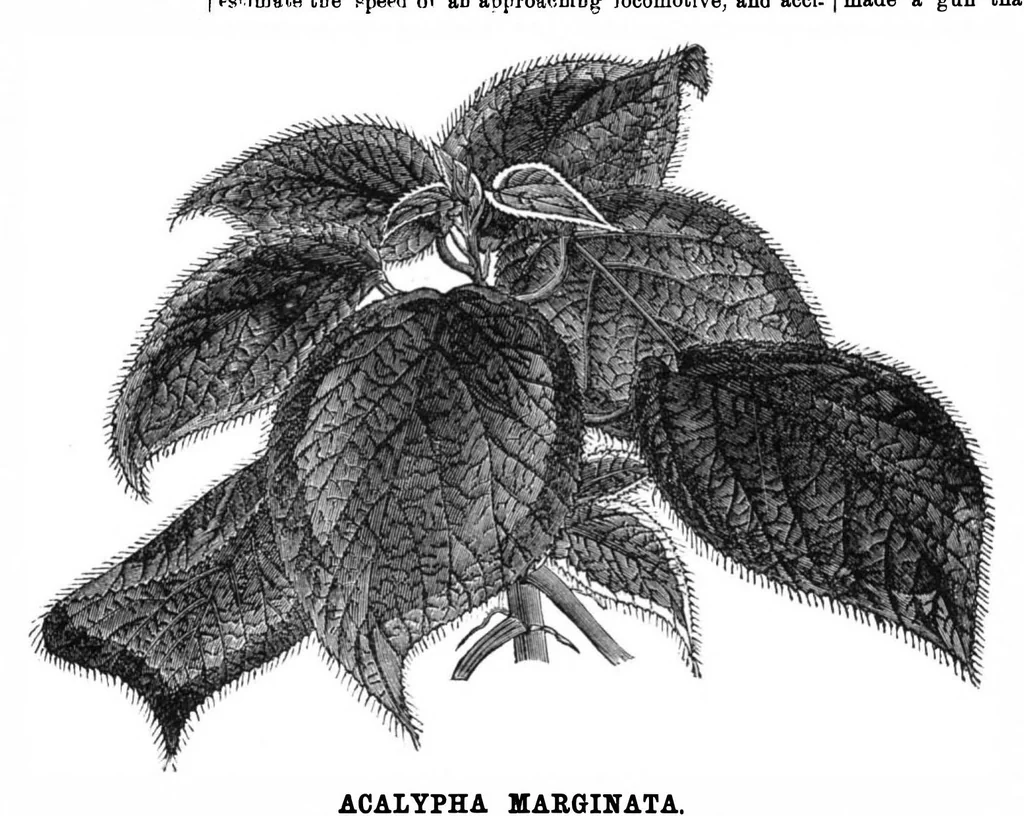 An illustration from Scientific American, Vol. 34, No. 16 (1876), 1876, leaf 8