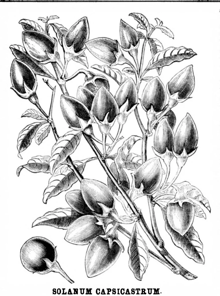 An illustration from Scientific American, Vol. 34, No. 20 (1876), 1876, leaf 8