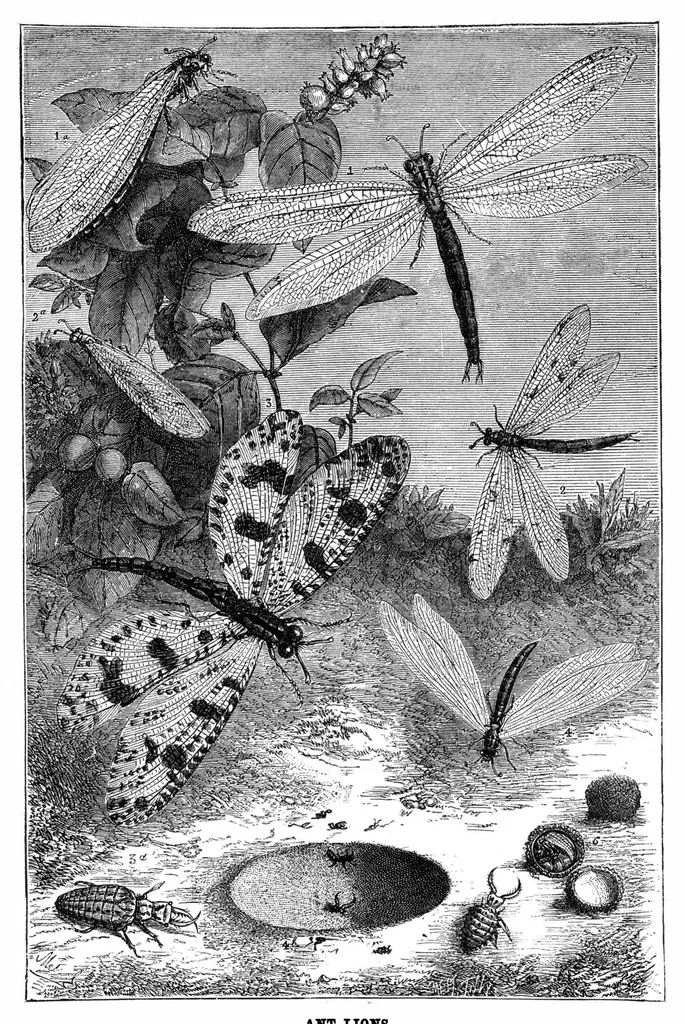 An illustration from Scientific American, Vol. 35, No. 3 (1876), 1876, leaf 8