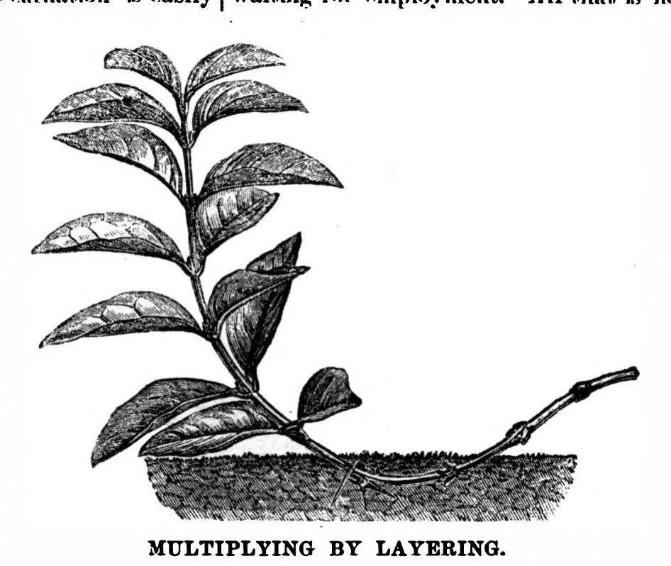 An illustration from Scientific American, Vol. 35, No. 4 (1876), 1876, leaf 8
