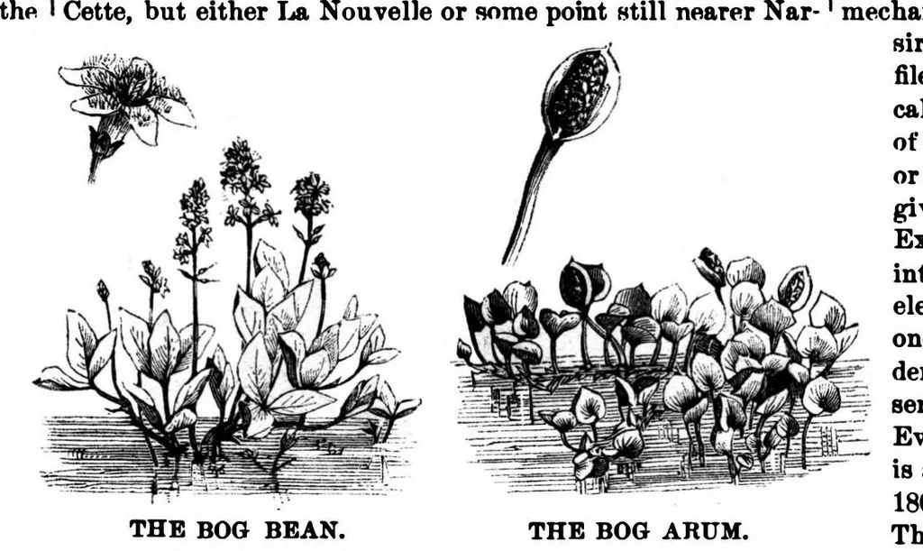 An illustration from Scientific American, Vol. 35, No. 4 (1876), 1876, leaf 8