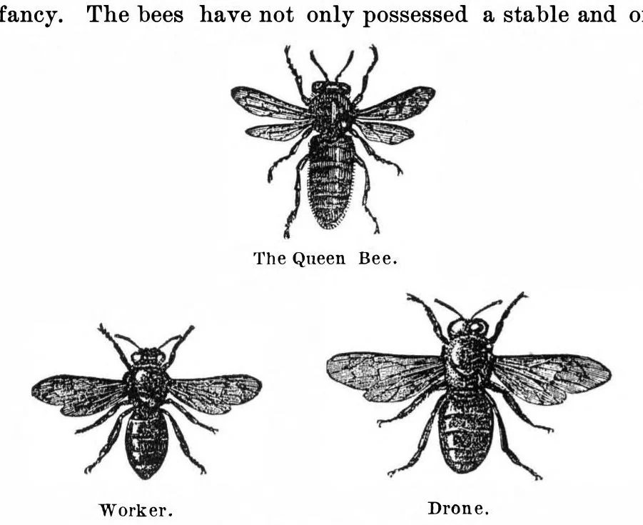 An illustration from Scientific American, Vol. 35, No. 7 (1876), 1876, leaf 8