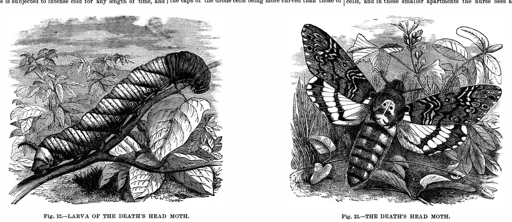 An illustration from Scientific American, Vol. 35, No. 7 (1876), 1876, leaf 9