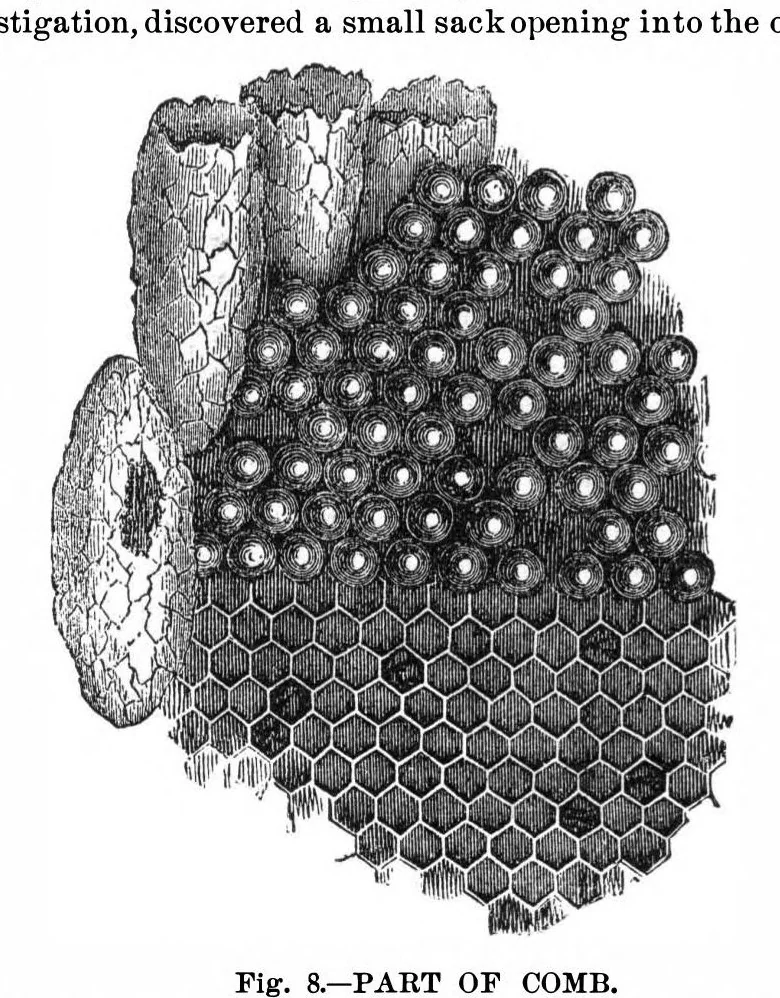 An illustration from Scientific American, Vol. 35, No. 7 (1876), 1876, leaf 9