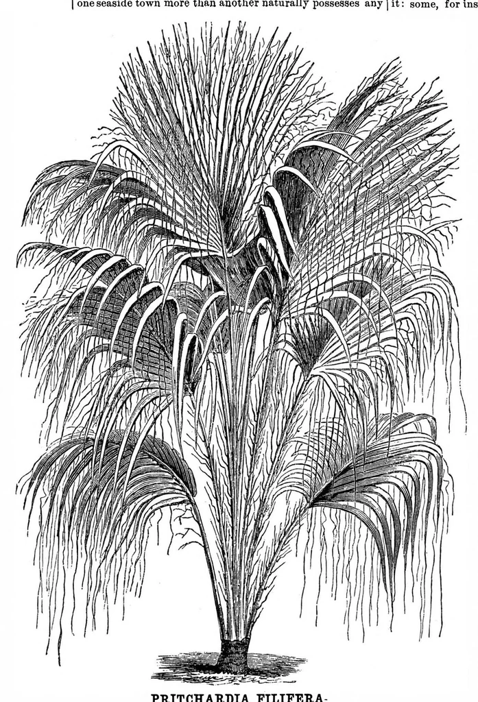 An illustration from Scientific American, Vol. 35, No. 8 (1876), 1876, leaf 8