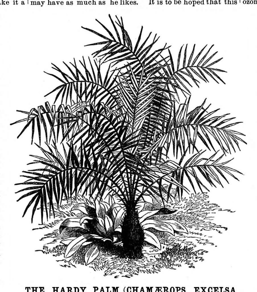 An illustration from Scientific American, Vol. 35, No. 8 (1876), 1876, leaf 8