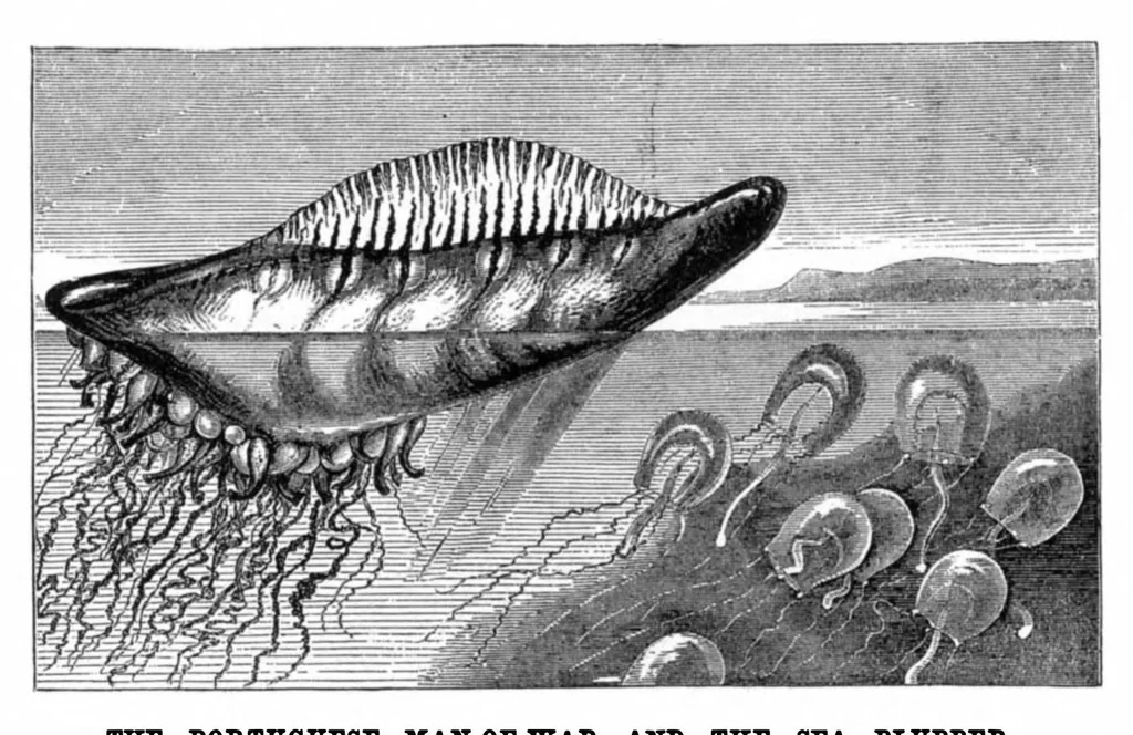 An illustration from Scientific American, Vol. 35, No. 11 (1876), 1876, leaf 8