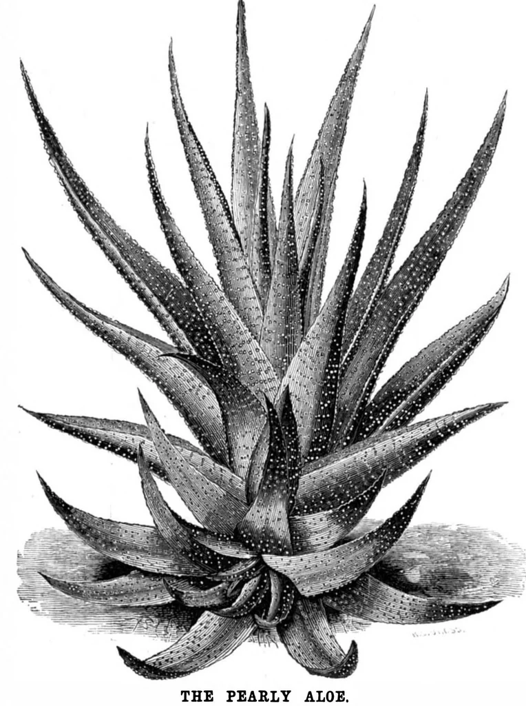 An illustration from Scientific American, Vol. 35, No. 12 (1876), 1876, leaf 8