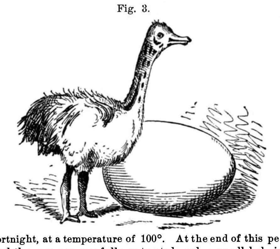 An illustration from Scientific American, Vol. 35, No. 19 (1876), 1876, leaf 10