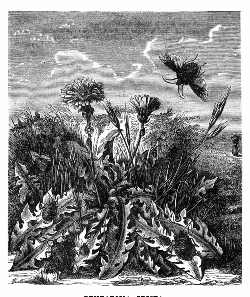 An illustration from Scientific American, Vol. 35, No. 19 (1876), 1876, leaf 8