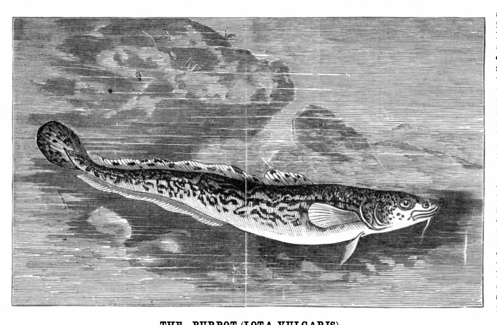 An illustration from Scientific American, Vol. 35, No. 19 (1876), 1876, leaf 8