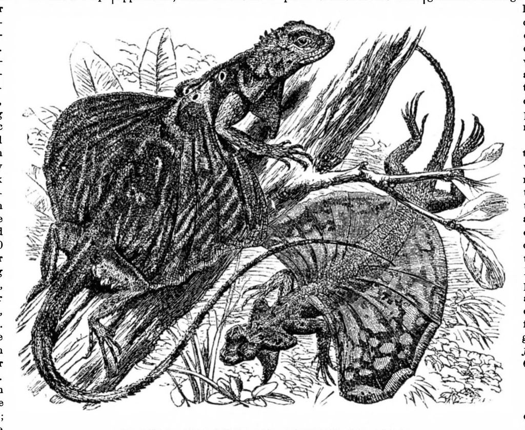 An illustration from Scientific American, Vol. 35, No. 20 (1876), 1876, leaf 8