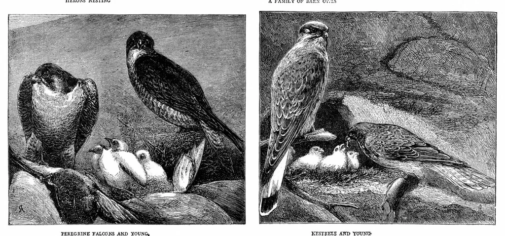 An illustration from Scientific American, Vol. 35, No. 21 (1876), 1876, leaf 8