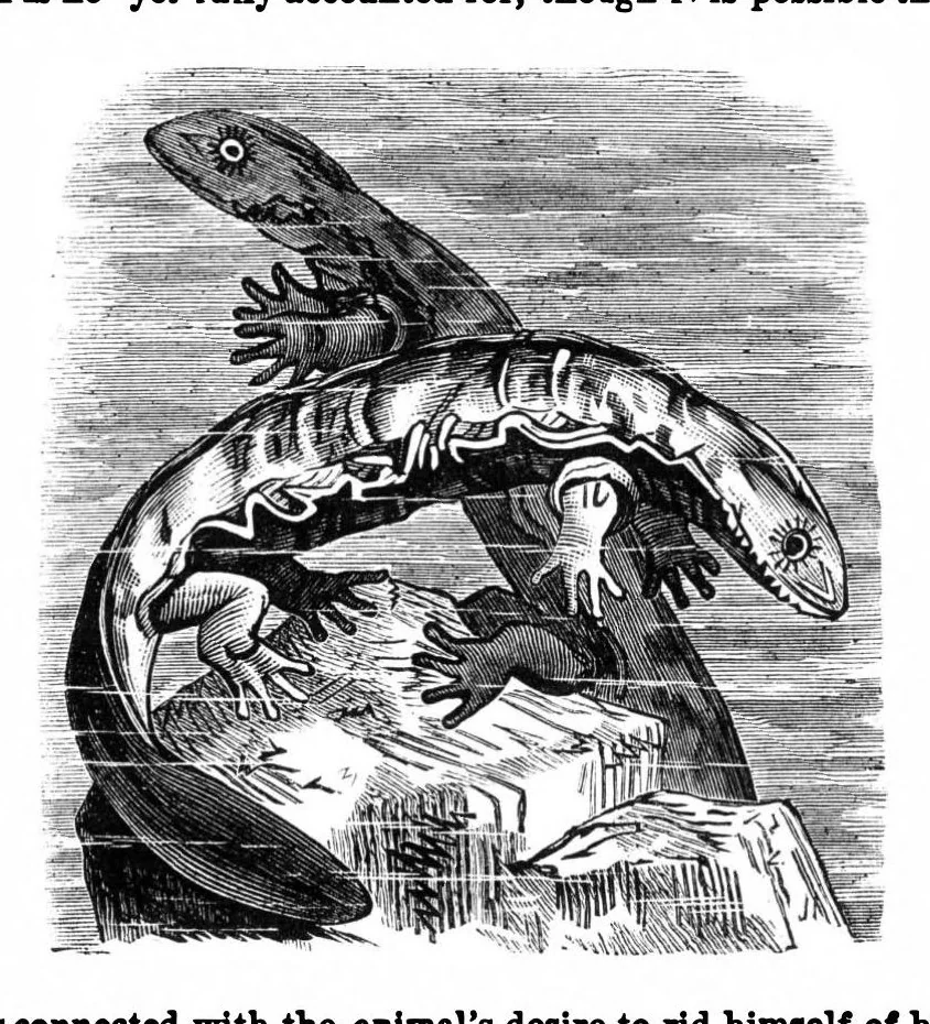An illustration from Scientific American, Vol. 35, No. 25 (1876), 1876, leaf 8