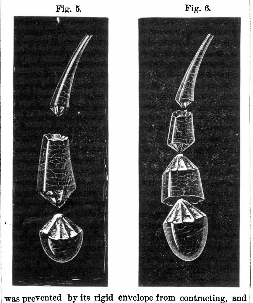 An illustration from Scientific American, Vol. 36, No. 2 (1877), 1877, leaf 3
