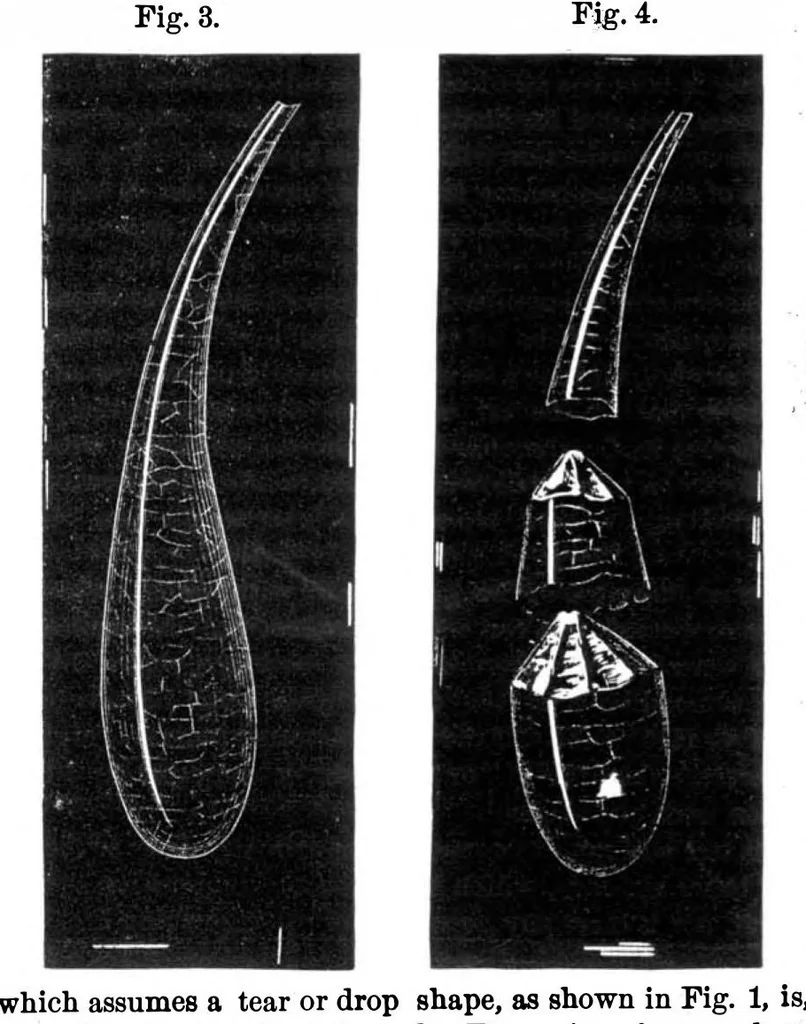 An illustration from Scientific American, Vol. 36, No. 2 (1877), 1877, leaf 3