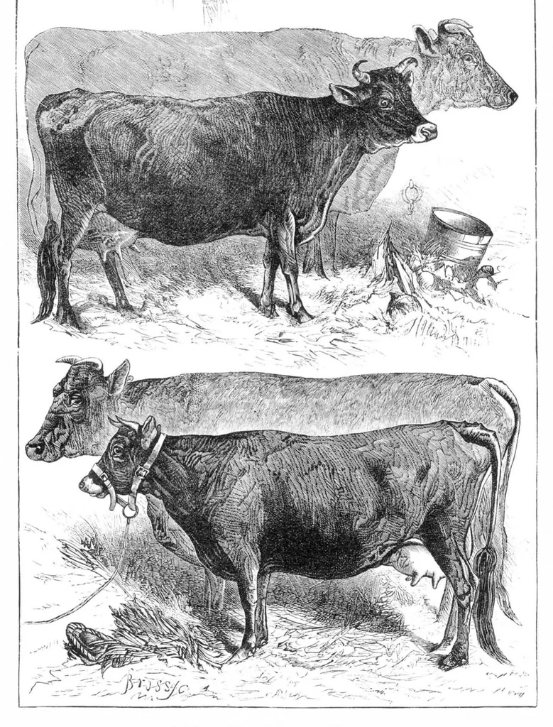 An illustration from Scientific American, Vol. 36, No. 3 (1877), 1877, leaf 8