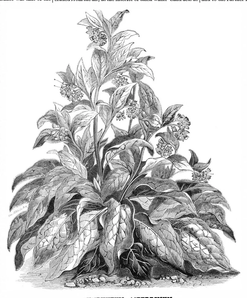 An illustration from Scientific American, Vol. 36, No. 5 (1877), 1877, leaf 8