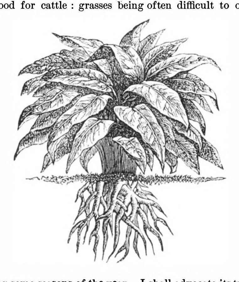 An illustration from Scientific American, Vol. 36, No. 5 (1877), 1877, leaf 8