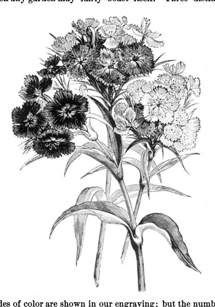 An illustration from Scientific American, Vol. 36, No. 6 (1877), 1877, leaf 8