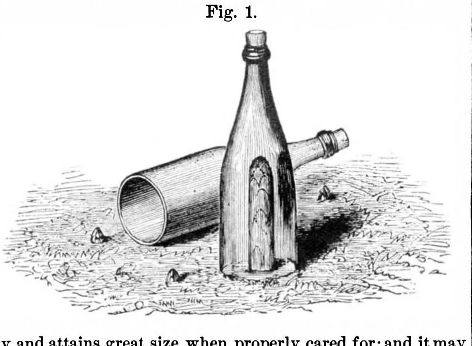 An illustration from Scientific American, Vol. 36, No. 6 (1877), 1877, leaf 8