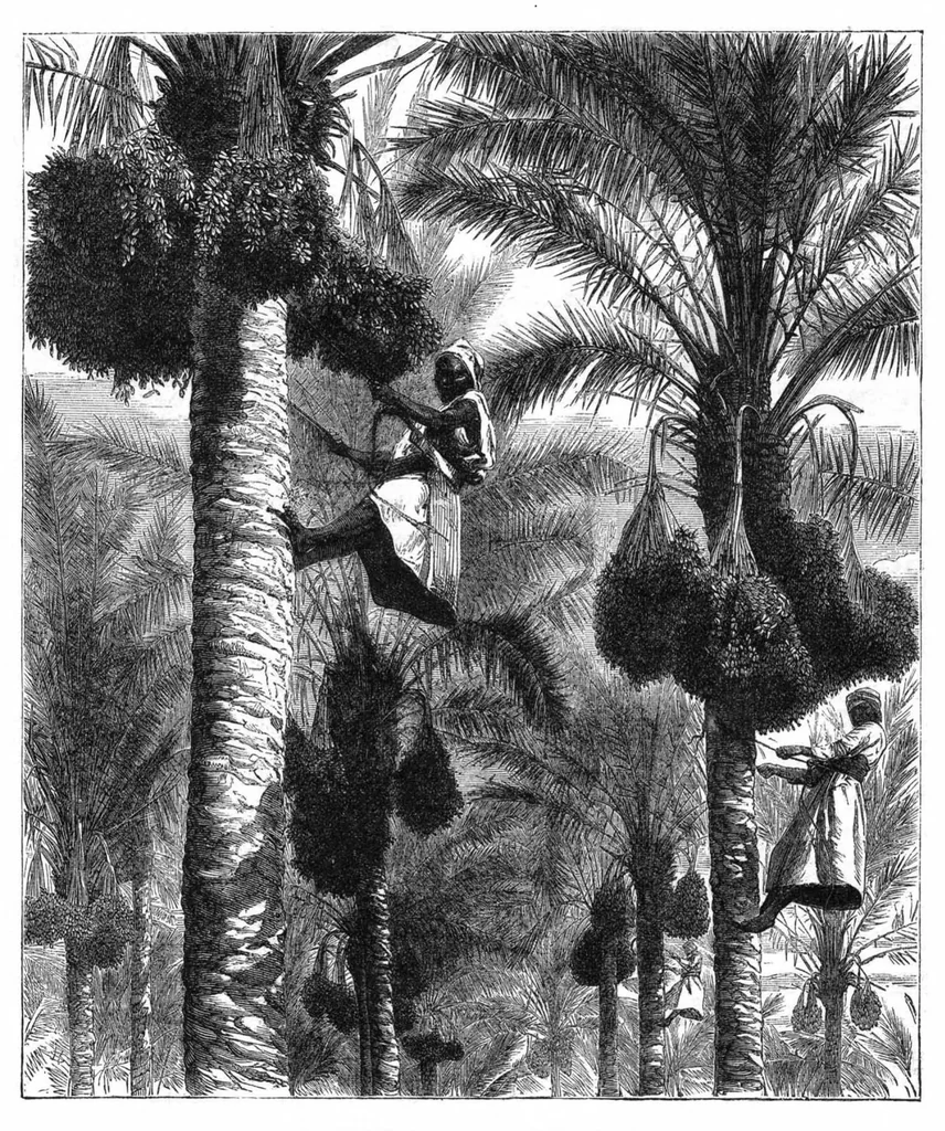 An illustration from Scientific American, Vol. 36, No. 8 (1877), 1877, leaf 0