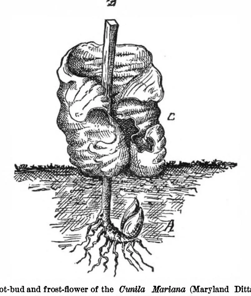 An illustration from Scientific American, Vol. 36, No. 8 (1877), 1877, leaf 5