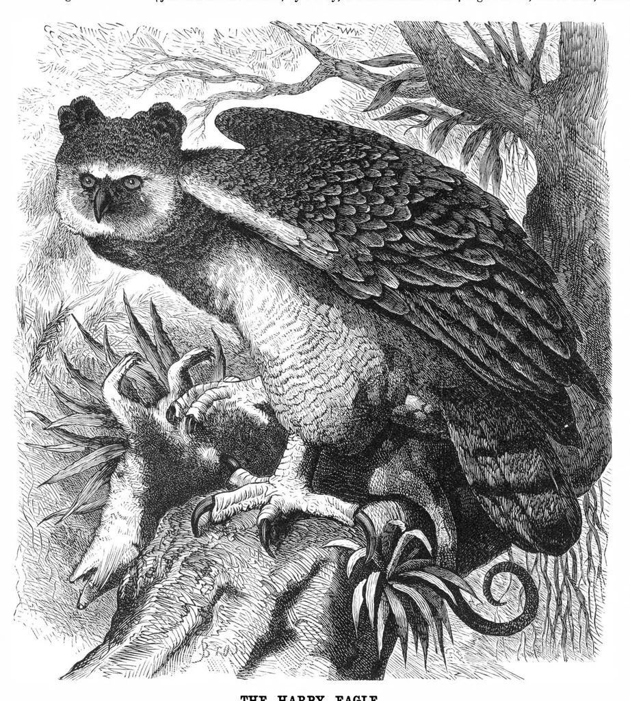 An illustration from Scientific American, Vol. 36, No. 9 (1877), 1877, leaf 8