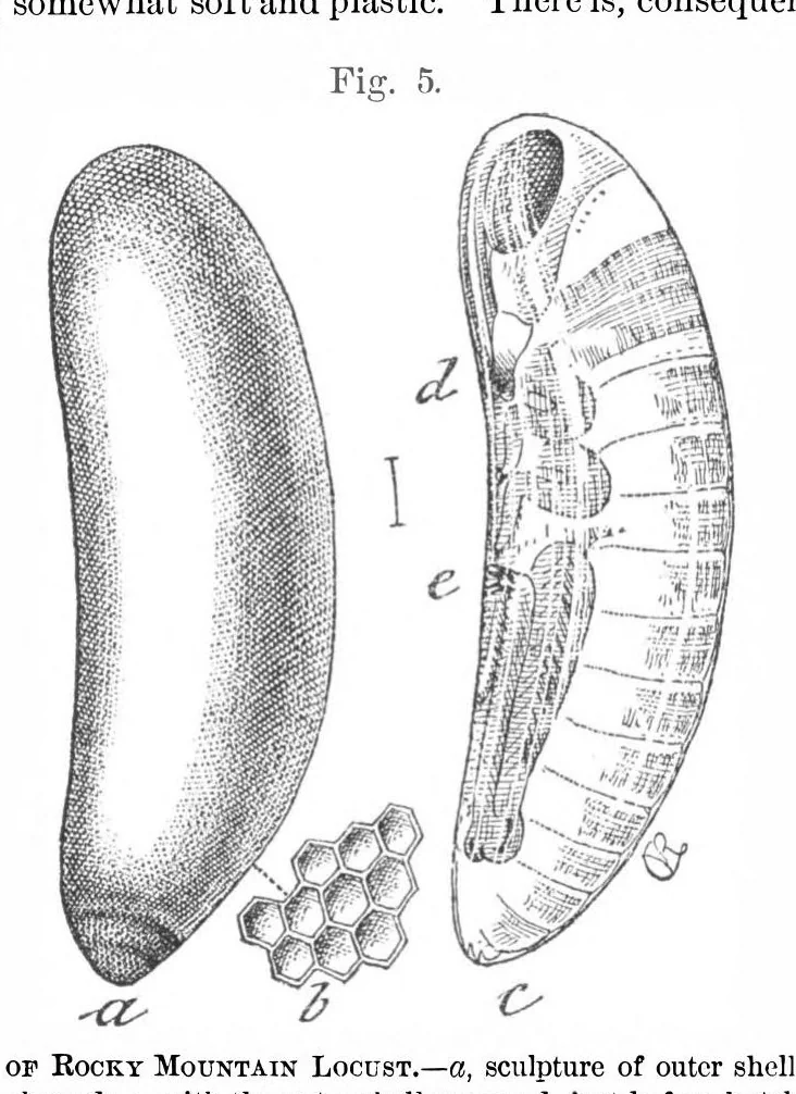 An illustration from Scientific American, Vol. 36, No. 17 (1877), 1877, leaf 6