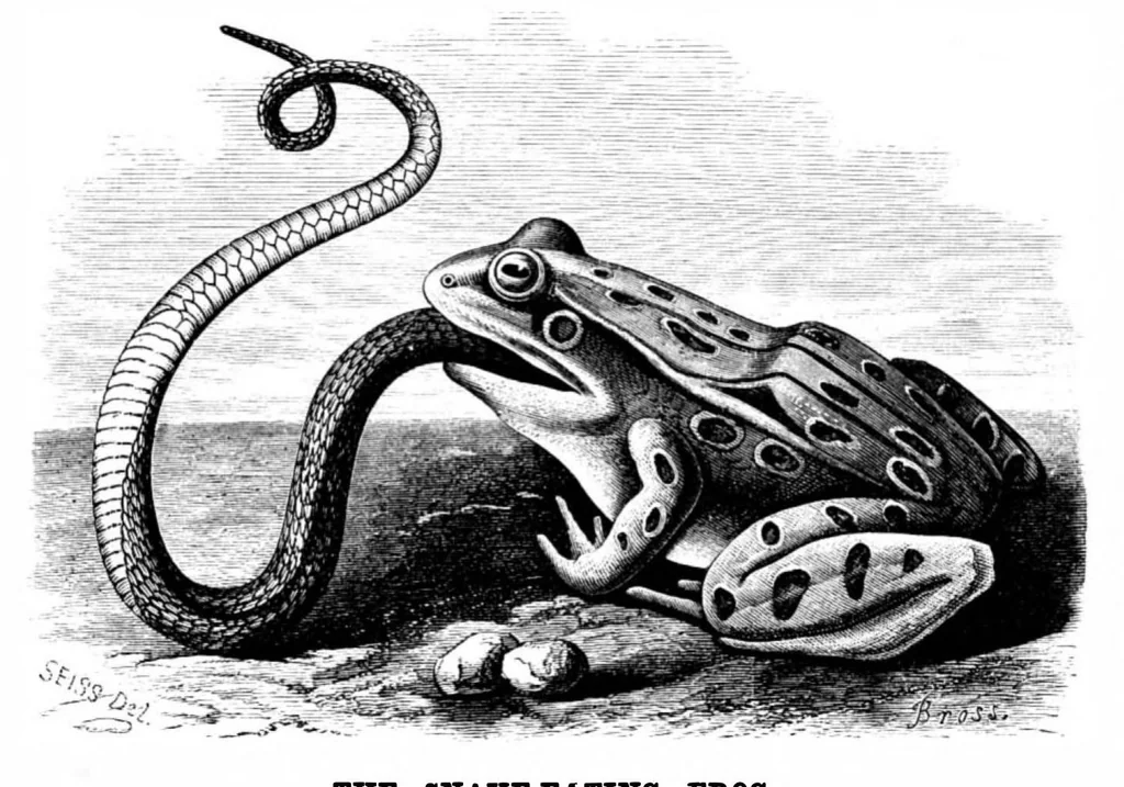 An illustration from Scientific American, Vol. 36, No. 23 (1877), 1877, leaf 8