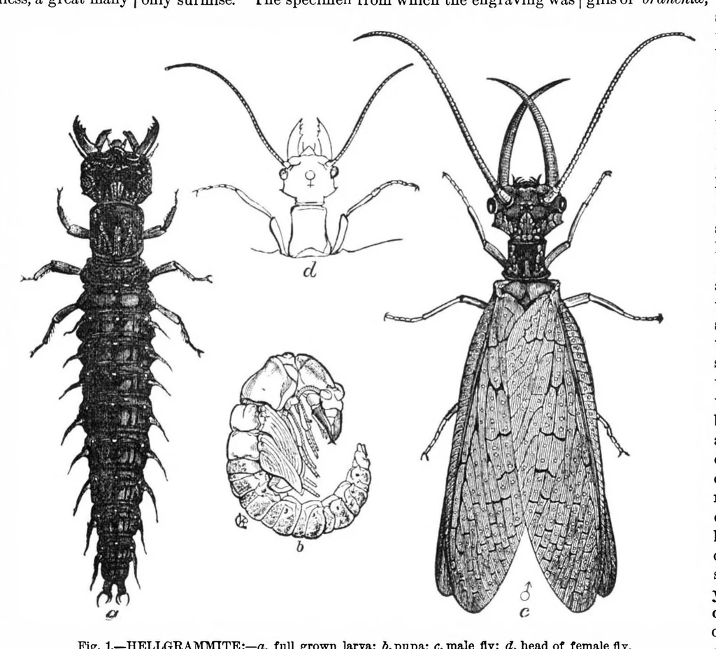 An illustration from Scientific American, Vol. 36, No. 25 (1877), 1877, leaf 9