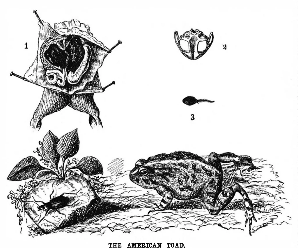 An illustration from Scientific American, Vol. 37, No. 5 (1877), 1877, leaf 4