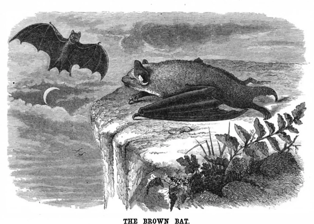 An illustration from Scientific American, Vol. 37, No. 6 (1877), 1877, leaf 8