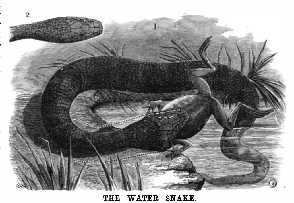 An illustration from Scientific American, Vol. 37, No. 7 (1877), 1877, leaf 8