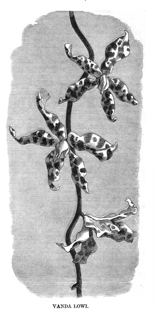 An illustration from Scientific American, Vol. 37, No. 9 (1877), 1877, leaf 8