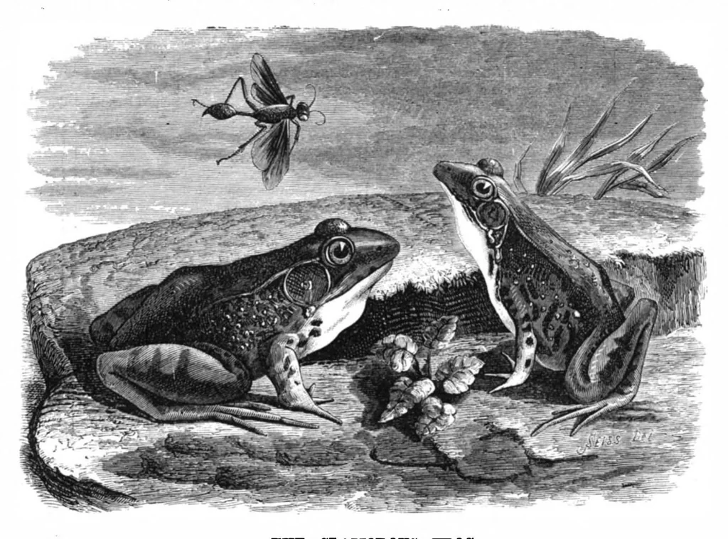 An illustration from Scientific American, Vol. 37, No. 10 (1877), 1877, leaf 8