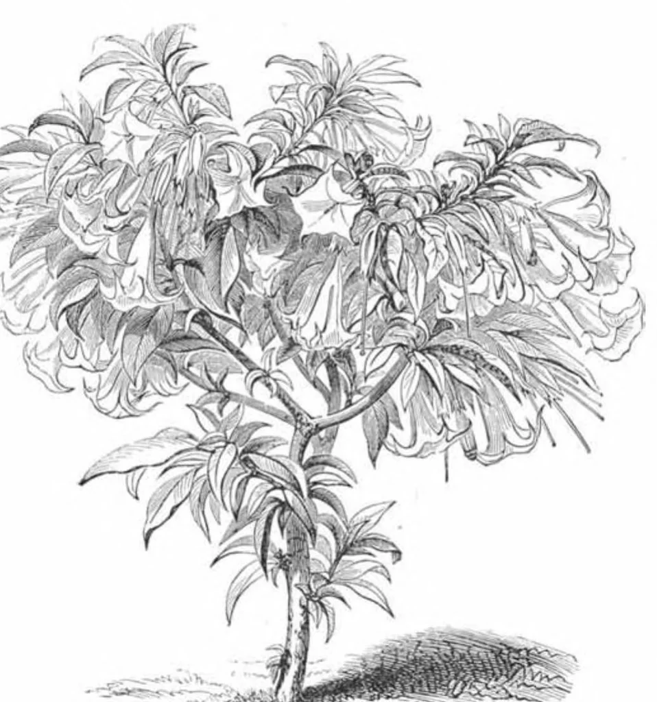 An illustration from Scientific American, Vol. 37, No. 16 (1877), 1877, leaf 9