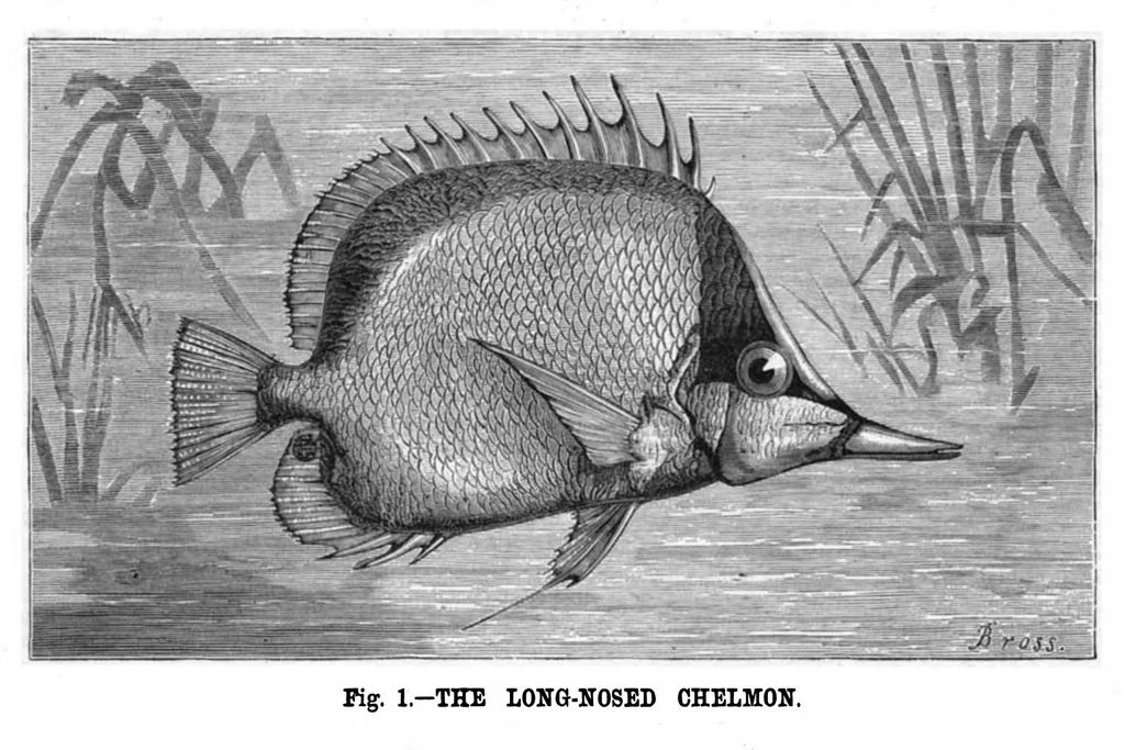 An illustration from Scientific American, Vol. 37, No. 19 (1877), 1877, leaf 8