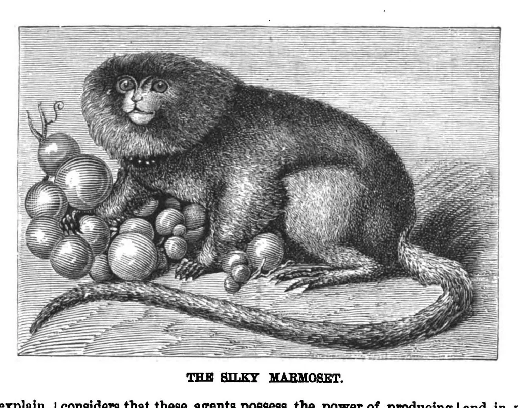 An illustration from Scientific American, Vol. 38, No. 1 (1878), 1878, leaf 4