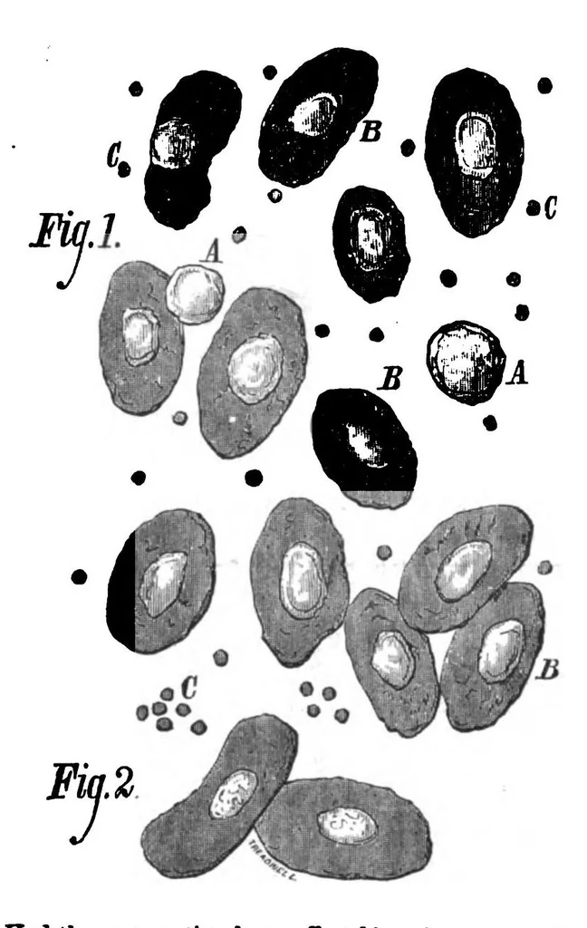 An illustration from Scientific American, Vol. 38, No. 2 (1878), 1878, leaf 9
