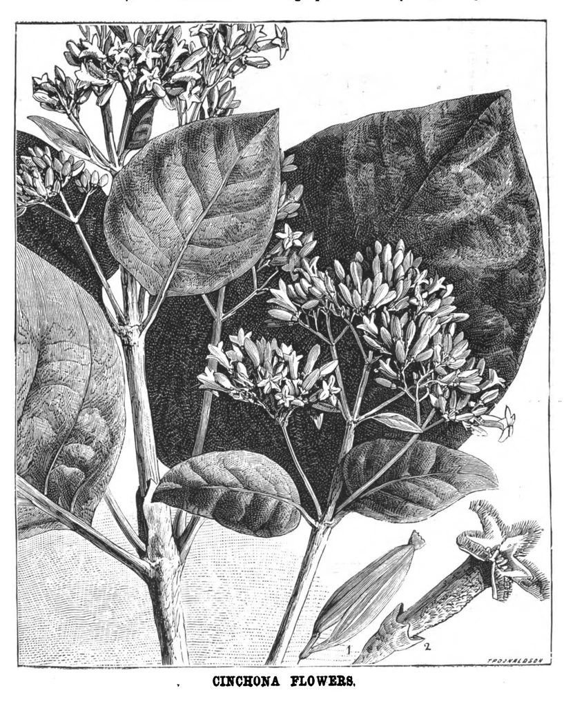 An illustration from Scientific American, Vol. 38, No. 3 (1878), 1878, leaf 8
