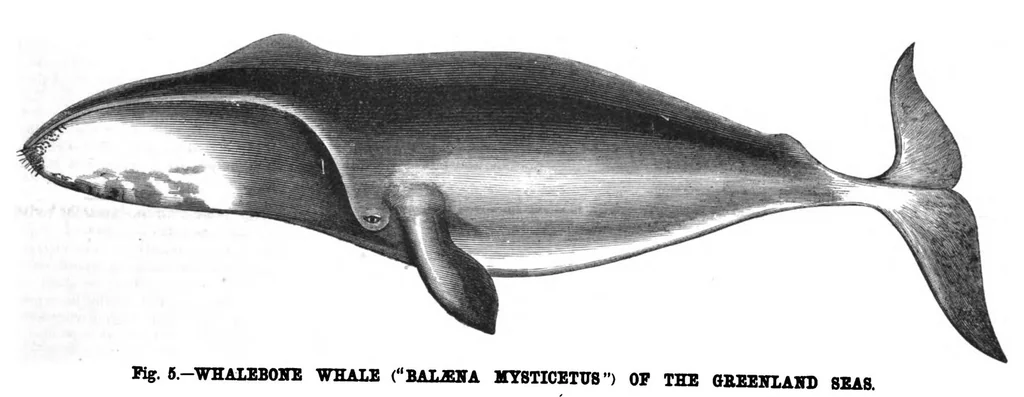 An illustration from Scientific American, Vol. 38, No. 6 (1878), 1878, leaf 7