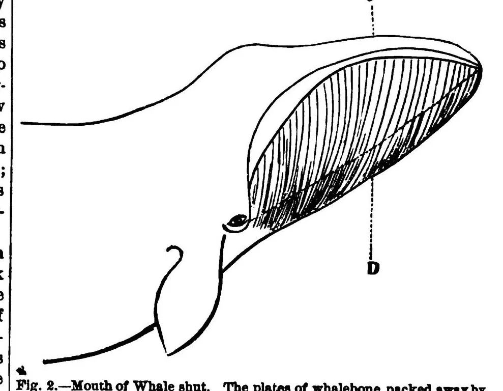 An illustration from Scientific American, Vol. 38, No. 6 (1878), 1878, leaf 7