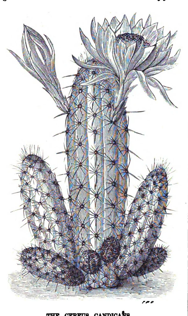 An illustration from Scientific American, Vol. 38, No. 10 (1878), 1878, leaf 8